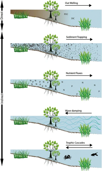 File:Ways one blue carbon habitat can influence carbon processing in an adjacent habitat.webp