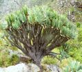 1 Aloe plicatilis - Fan Aloe of South Africa 1.jpg