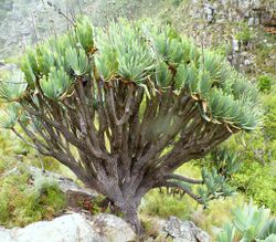 1 Aloe plicatilis - Fan Aloe of South Africa 1.jpg