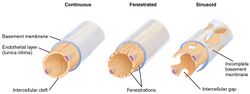 2104 Three Major Capillary Types.jpg