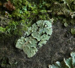 49.087 BF1061 Acleris literana (3129770637).jpg