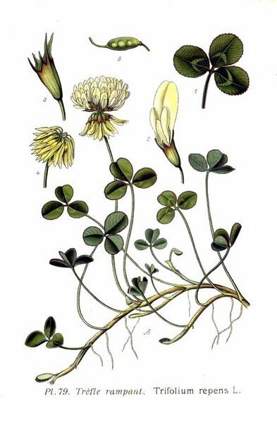 File:79 Trifolium repens L.jpg