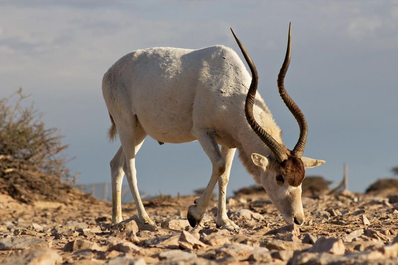 File:A big male Addax showing as the power of his horns.jpg