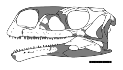 Aardonyx skull.png