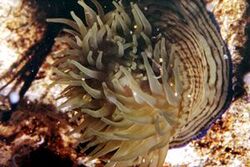 Actinia cari.jpg