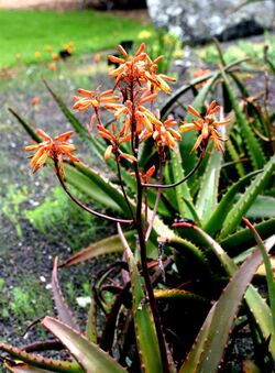 Aloe perryi in Auckland Botanic Gardens.jpg