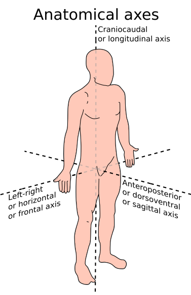 File:Anatomical axes.svg