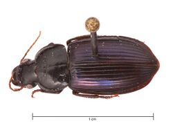 Aztecarpalus schaefferi (39718689742) (cropped).jpg