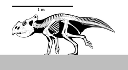 Bagaceratops Skeleton Reconstruction.png