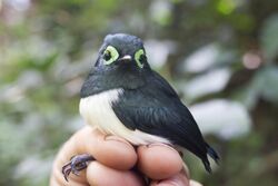 Black-necked Wattle-eye iNaturalist.jpg