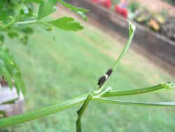 Black Swallowtail larva.jpg
