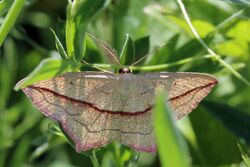 Blood-vein moth (Timandra comae).jpg
