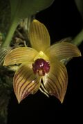 Bulbophyllum pustulatum Ridl., J. Straits Branch Roy. Asiat. Soc. 39 74 (1898) (50106999873).jpg
