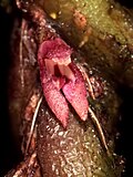 Bulbophyllum tortuosum 1 -Raab Bustamante - cropped.jpg