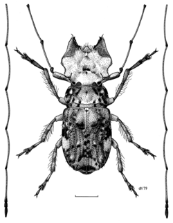 COLE Anthribidae Hoherius meinertzhageni m.png