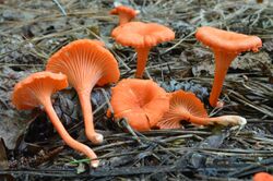 Cantharellus cinnabarinus (Schwein.) Schwein 645336.jpg