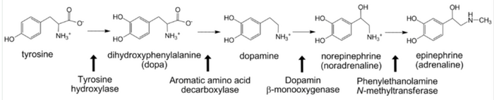 Catecholamine biosynthesis