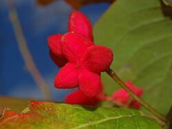 Celastraceae - Euonymus europaeus.JPG