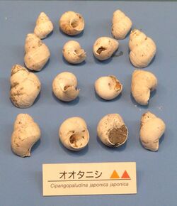 Cipangopaludina japonica - Osaka Museum of Natural History - DSC07741.JPG