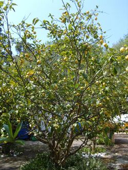 Citrus limon - Lemon tree - Limonero - Limoeiro.JPG
