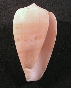Conus anemone peronianus 001.jpg