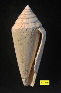 Conus pelagicus Brocchi 1814Pliocene Cyprus.jpg