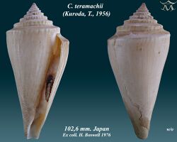 Conus teramachii 2.jpg