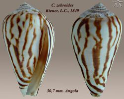 Conus zebroides 2.jpg
