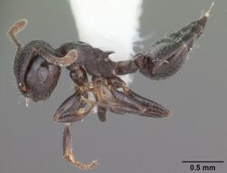 Crematogaster ashmeadi.jpg