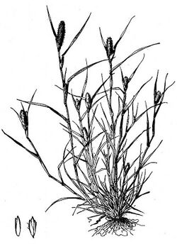 Crypsis alopecuroides HC-1950.jpg