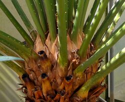 Cycas thouarsii - Palmengarten Frankfurt 2.jpg