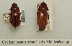 Cyclommatus scutellaris sjh.jpg