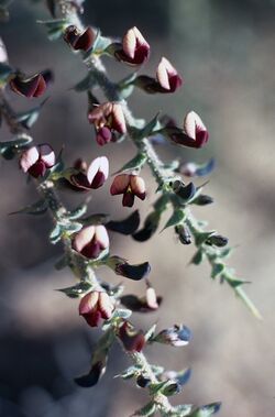 Daviesia arenaria.jpg