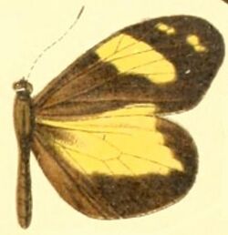 Dismorphia medora female.JPG
