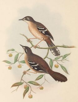 Drymoedus beccarii - The Birds of New Guinea (cropped).jpg