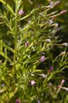 Epilobium coloratum (3273833991).jpg