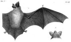 The image is a drawing of a meridional serotine bat