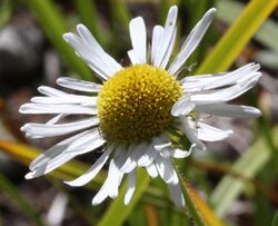 Erigeron coulteri.jpg