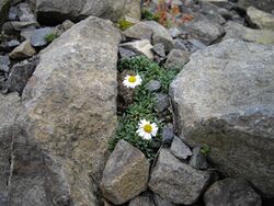 Erigeron scopulinus 1.jpg