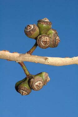 Eucalyptus canaliculata fruit.jpg
