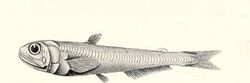 FMIB 45463 Scopelarchus guentheri, from the Arabian Sea, 947 fathoms; a curious generalised Scopeloid.jpeg