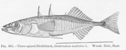 FMIB 51889 Three-spined Stickleback, Gasterosteus aculeatus L Woods Hole, Mass.jpeg