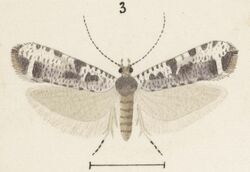 Fig 3 MA I437901 TePapa Plate-XL-The-butterflies full (cropped).jpg