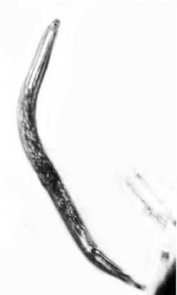Formicodiplogaster myrmenema dauer juvenile.jpg