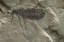 Fossil-flea-292224-large.jpg