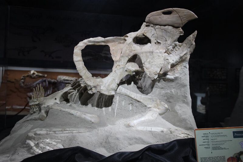 File:Fox site Protoceratops (5).jpg