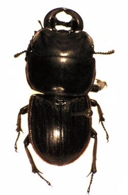 Geodorcus helmsi male.jpg