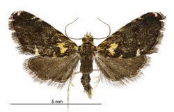 Glaucocharis microdora male.jpg