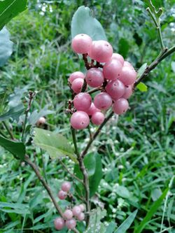 Glycosmis pentaphylla orangeberry vijayanrajapuram 05.jpg