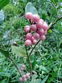 Glycosmis pentaphylla orangeberry vijayanrajapuram 05.jpg